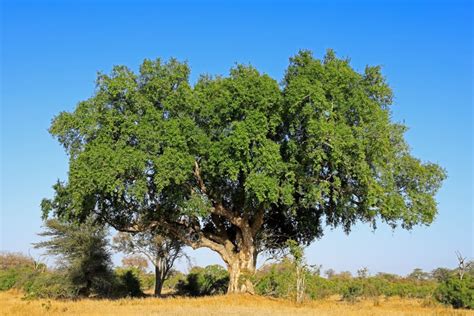 sycamore fig tree images|facts habitat sycamore tree botswana.